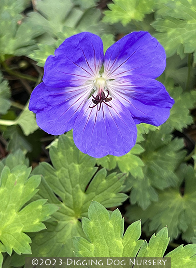 Geranium wallichianum Buxtons Variety