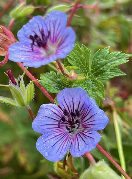 Geranium wallichianum ‘Crystal Lake’