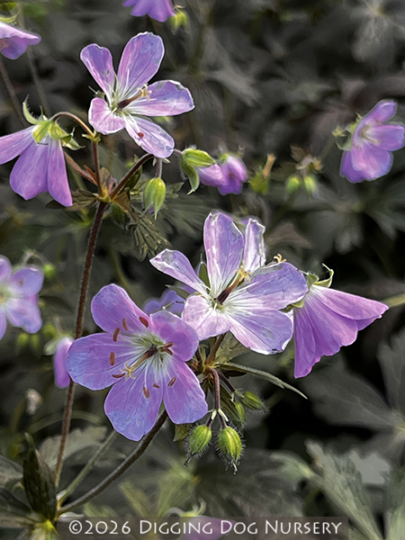Geranium maculatum &lsquo;Espresso&rsquo;