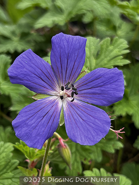 Geranium himalayense ‘Irish Blue’