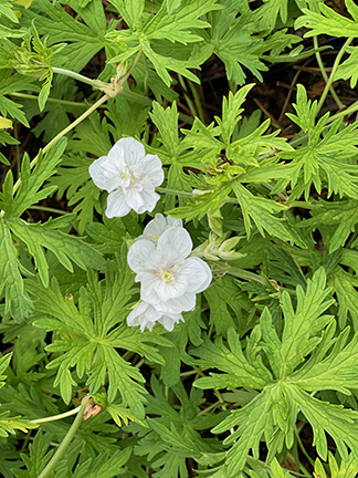 Geranium pratense ‘Laura’