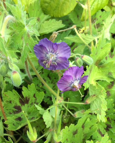 Geranium phaeum Lavender Pinwheel