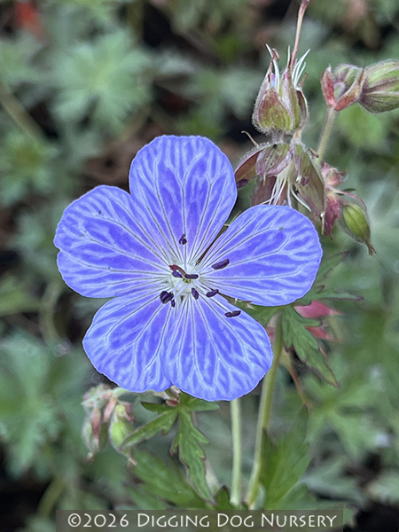 Geranium pratense &lsquo;Mrs Kendall Clark&rsquo;