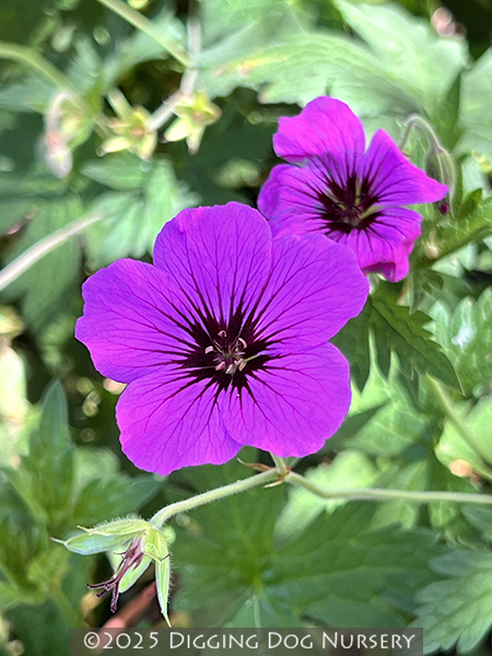 Geranium Patricia