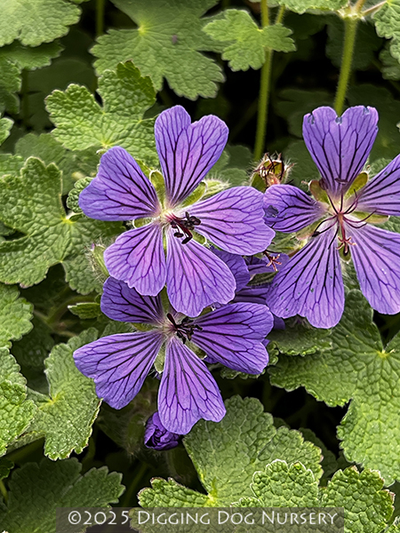 Geranium ‘Phillipe Vapelle’