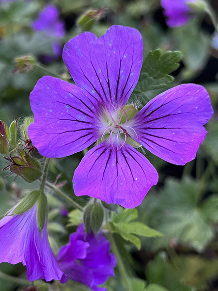 Geranium ‘Sirak’