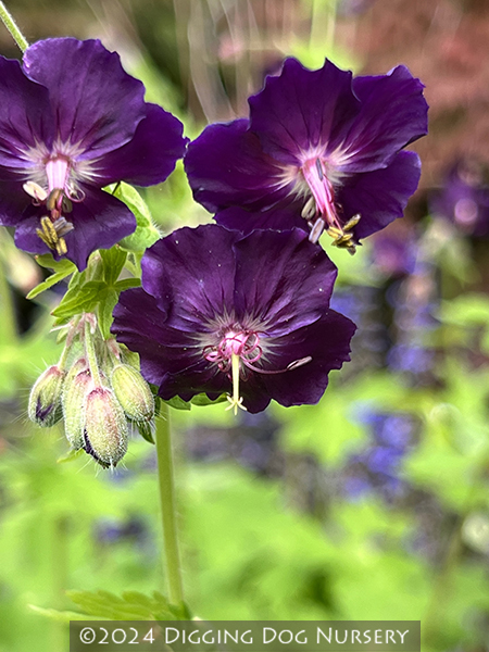 Geranium phaeum Springtime