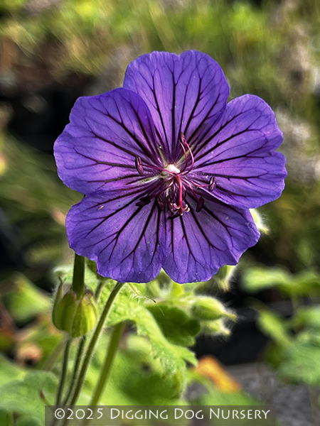 Geranium platypetalum ‘Turco’