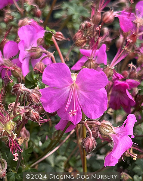 Geranium x cantabrigiense Westray
