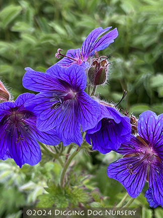 Geranium magnificum