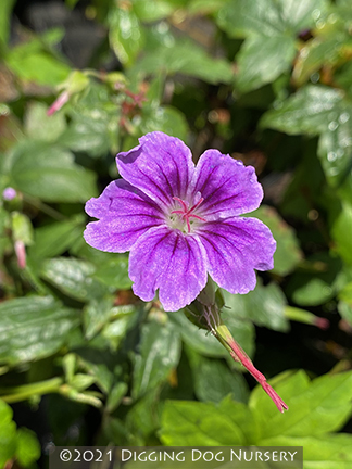 Geranium nodosum