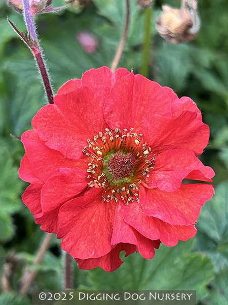 Geum ‘Rubin’