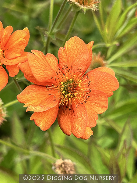 Geum ‘Starkers Magnificum’