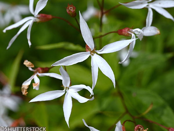 Gillenia trifoliata