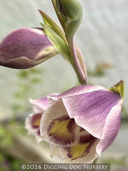 Gladiolus papilio