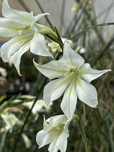 Gladiolus tristis