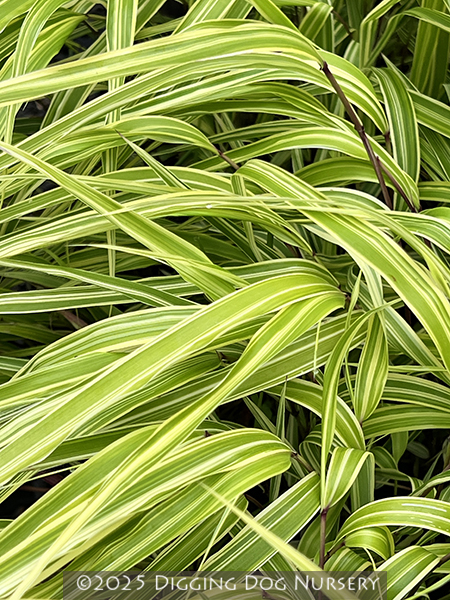Hakonechloa macra ‘Albo Striata’