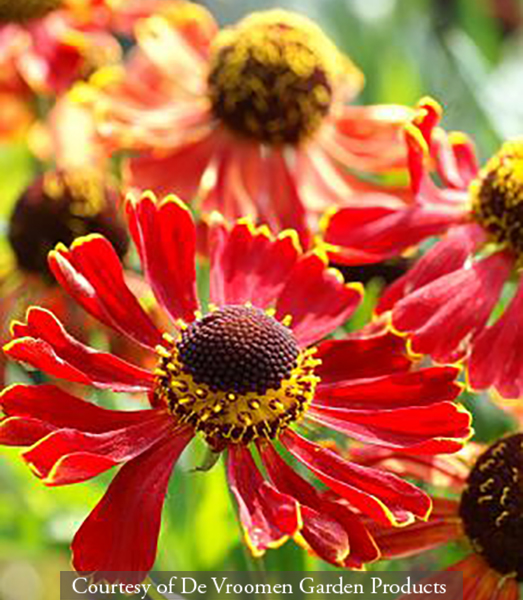 Helenium Potters Wheel