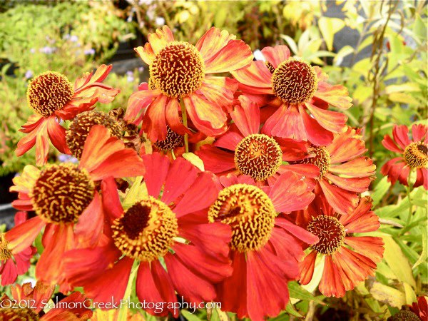 Helenium ‘Rubinzwerg’