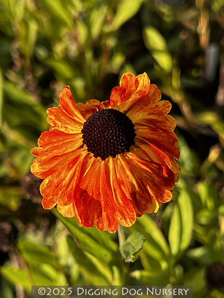 Helenium ‘Sahins Early Flowerer’