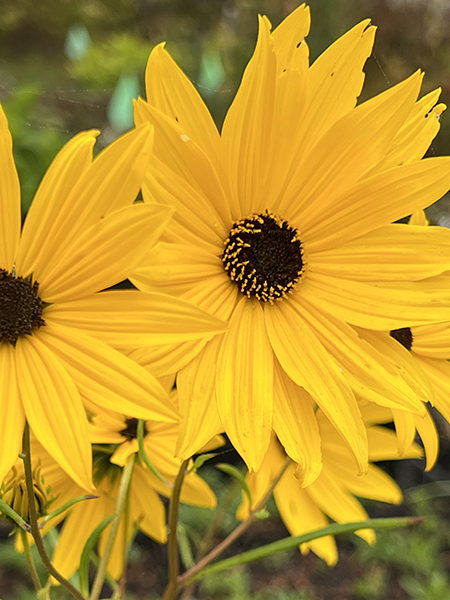 Helianthus angustifolius Gold Lace