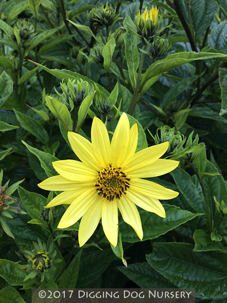 Helianthus laetiflorus ‘Lemon Queen’