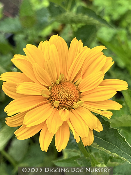 Helianthus ‘Loddon Gold’