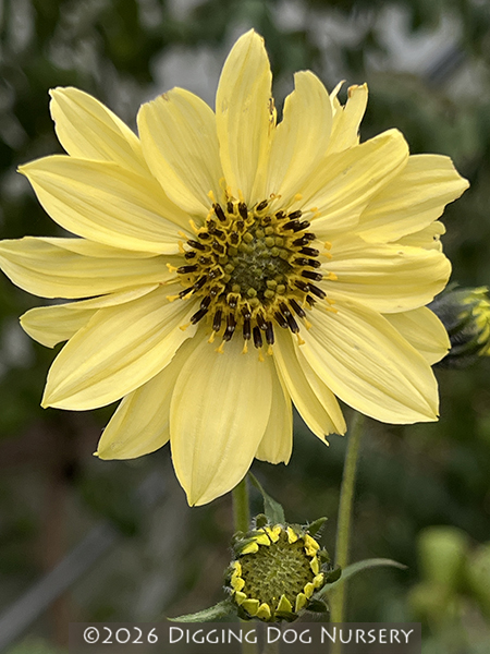 Helianthus giganteus Sheila’s Sunshine