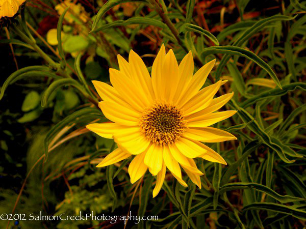 Helianthus ‘Undaunted (Tm) Lemon Max (Dakota Queen)’