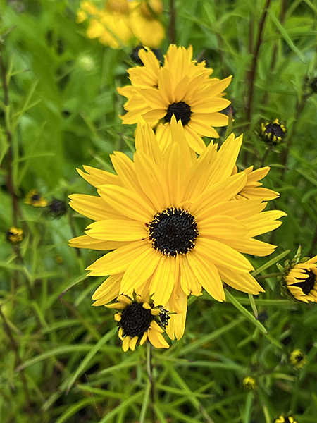 Helianthus angustifolius