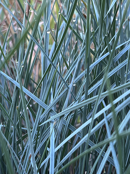 Helictotrichon sempervirens ‘Sapphire Fountain’