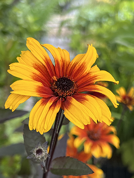 Heliopsis helianthoides ‘Prairie Sunset’