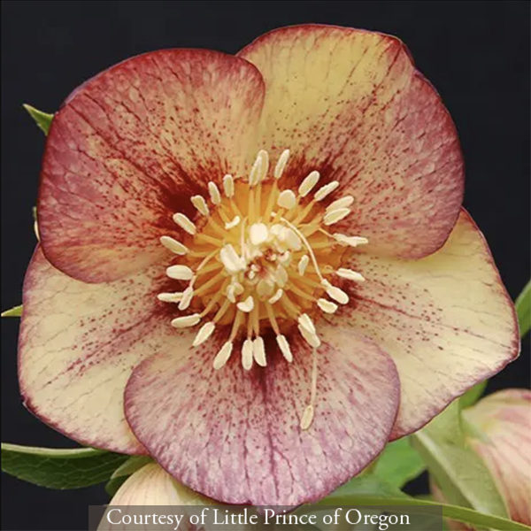 Helleborus hybridus Apricot Blush