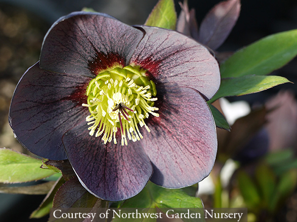 Helleborus hybridus Blue Diamond