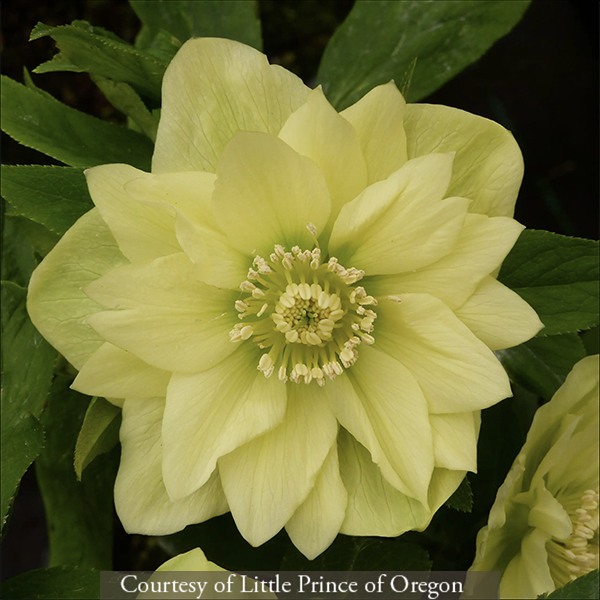 Helleborus hybridus Golden Lotus