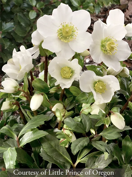 Helleborus niger ‘HGC Jacob’