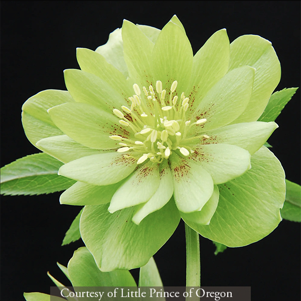 Helleborus hybridus Jade Tiger