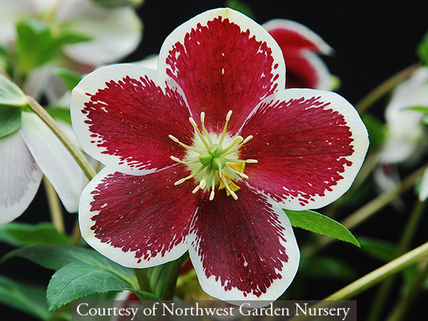 Helleborus hybridus Painted