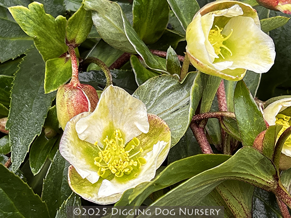 Helleborus sahinii ‘Winterbells’