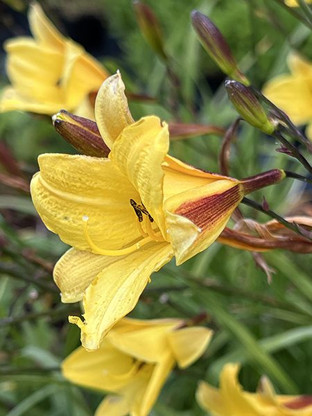 Hemerocallis ‘Corky’