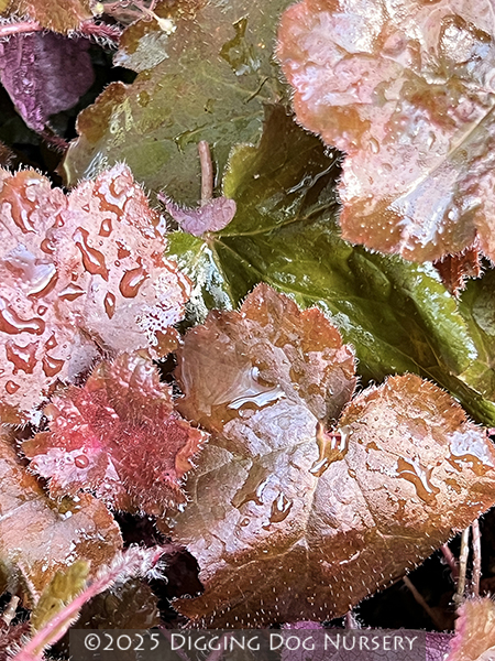 Heuchera micrantha ‘Palace Purple’