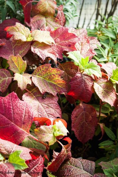 Hydrangea quercifolia Alice