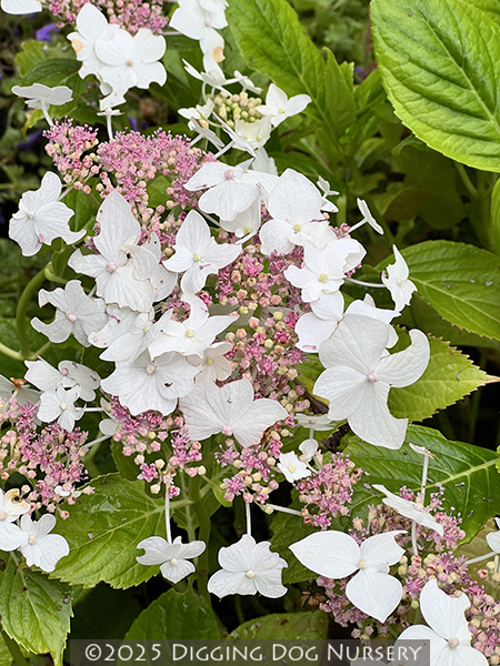 Hydrangea macrophylla ‘Lanarth White’