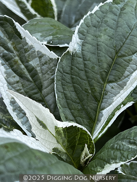 Hydrangea macrophylla ‘Mariesii Variegata’