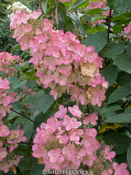 Hydrangea paniculata Pink Diamond