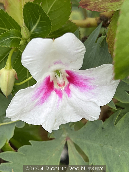 Impatiens sodenii Flash
