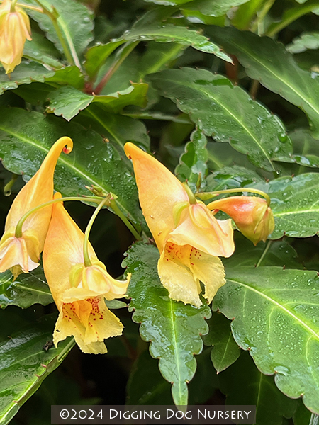 Impatiens omeiana