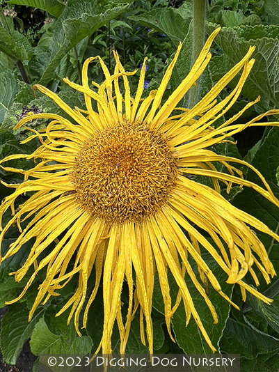 Inula racemosa ‘Sonnenspeer’