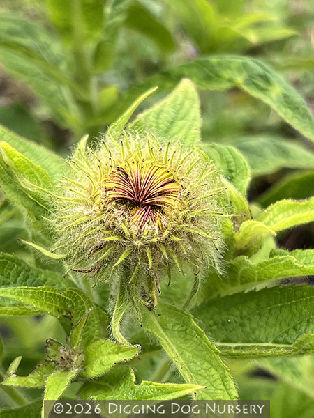 Inula hookeri