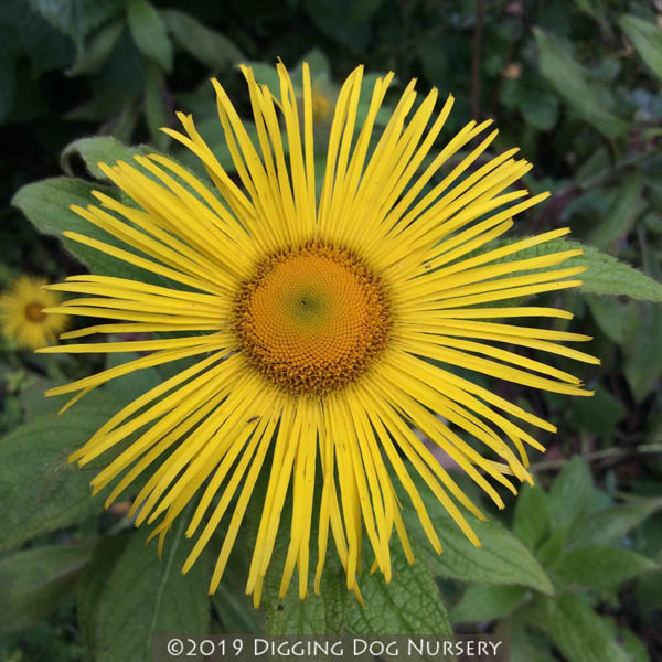 Inula hookeri